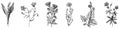 Hand drawing of collection different wildflowers lily of the valley, bell, thistle, carnation, cornflower, dandelion isolated on