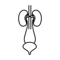 Hand drawing contour renal system with urethra