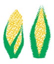 Hand drawing corn, maize, Royalty Free Stock Photo