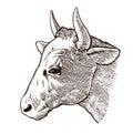 Hand drawing cow head vector. Isolated on a white background. Pencil, ink, felt-tip pen, marker on paper. Packaging design element Royalty Free Stock Photo