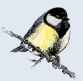 Hand drawing of cute fluffy titmouse bird on branch in winter
