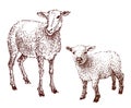 Hand drawing of domestic sheep with cute little lamb, vector illustration isolated on white