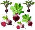 Hand drawing doodle colorful beets. Outline beetroot in vector. For menus, color book, cutting on vinil