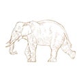 Hand drawing elephant Royalty Free Stock Photo