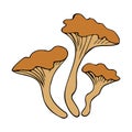 Hand drawing forest wild mushrooms. Can be used for menu design, label, badge, recipe, packaging. Royalty Free Stock Photo