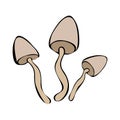 Hand drawing forest wild mushrooms. Can be used for menu design, label, badge, recipe, packaging. Royalty Free Stock Photo