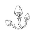 Hand drawing forest wild mushrooms. Can be used for menu design, label, badge, recipe, packaging. Royalty Free Stock Photo