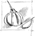 Hand drawing garlic sketch