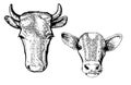 Hand drawing. Head cow and calf. Black Outline. Vector. Drawn in pencil, ink, felt-tip pen, marker on paper. Sketch engraving. Ret Royalty Free Stock Photo