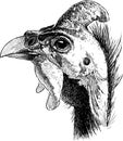 Hand drawing of a head of a male guinea fowl Royalty Free Stock Photo