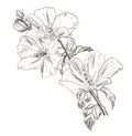 Hand drawing Hibiscus flower