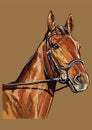 Hand drawing horse portrait vector 22 Royalty Free Stock Photo