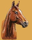 Hand drawing horse portrait vector 25 Royalty Free Stock Photo
