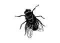 Hand drawing house-fly Royalty Free Stock Photo