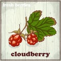 Hand drawing illustration of cloudberry. Fresh berries sketch background