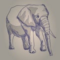 Hand drawing illustration elephant standing