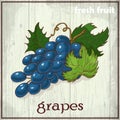 Hand drawing illustration of grapes. Fresh fruit sketch background