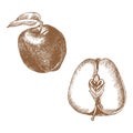 Hand drawing ink monochrome apple illustration.