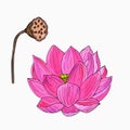 Delicate lotus flower.