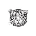 Hand drawing Leopard face isolated illustration on white background. Portrait of Jaguar. Cute fluffy face of Big cat