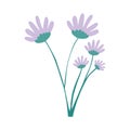 Hand drawing lilac color daisy flower bouquet with several ramifications