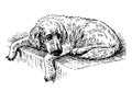 Sketch of lying old sad dog Royalty Free Stock Photo