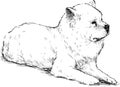 Sketch of lying white guard dog