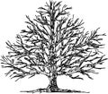 Hand drawing of an oak tree in winter Royalty Free Stock Photo