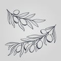 Hand drawing olive branch. Hand drawn stick of oliva. Decorative olives sketch. Herb leaf outline. Template for