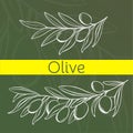 Hand drawing olive tree banner. Branch of leaf and olives. Oliva branches raw sketch. Vector illustration design. Royalty Free Stock Photo