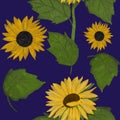 Hand drawing painted sunflowers and leaves seamless pattern on blue background. Utensil, cutlery, kitchen, packaging, tableware, c Royalty Free Stock Photo