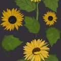 Hand drawing painted sunflowers and leaves seamless pattern on gray background. Utensil, cutlery, kitchen, packaging, tableware, c Royalty Free Stock Photo