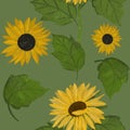 Hand drawing painted sunflowers and leaves seamless pattern on green background. Utensil, cutlery, kitchen, packaging, tableware, Royalty Free Stock Photo