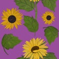 Hand drawing painted sunflowers and leaves seamless pattern on pink background. Utensil, cutlery, kitchen, packaging, tableware, c Royalty Free Stock Photo