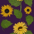Hand drawing painted sunflowers and leaves seamless pattern on purple background. Utensil, cutlery, kitchen, packaging, tableware, Royalty Free Stock Photo