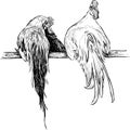 Sketch of two roosters sitting on a pole