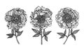 Hand-drawing peonies. Vector graphic flowers. Design elements for invitations, wedding greeting cards, wrapping paper