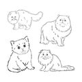 Hand drawing Persian cat vector version persian cat vector Royalty Free Stock Photo