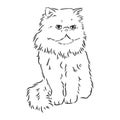 Hand drawing Persian cat vector version persian cat vector Royalty Free Stock Photo