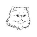 Hand drawing Persian cat vector version persian cat vector Royalty Free Stock Photo