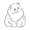 Hand drawing Persian cat vector version persian cat vector Royalty Free Stock Photo