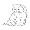 Hand drawing Persian cat vector version persian cat vector Royalty Free Stock Photo