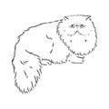 Hand drawing Persian cat vector version persian cat vector Royalty Free Stock Photo