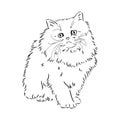 Hand drawing Persian cat vector version persian cat vector Royalty Free Stock Photo