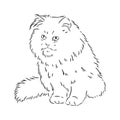 Hand drawing Persian cat vector version persian cat vector Royalty Free Stock Photo