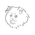 Hand drawing Persian cat vector version persian cat vector Royalty Free Stock Photo