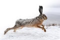 Hand drawing and photography hare combination. Sketch graphics animal mixed with photo