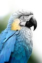 Hand drawing and photography parrot combination. Sketch graphics animal mixed with photo Royalty Free Stock Photo