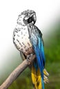 Hand drawing and photography parrot combination. Sketch graphics animal mixed with photo Royalty Free Stock Photo