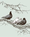 Hand drawing of pigeons on tree branch in spring